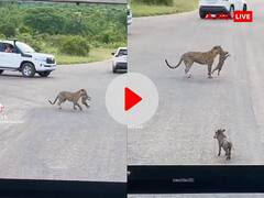 तेंदुए ने किया जंगली सुअर का शिकार... तभी कुछ ऐसा हुआ जिसे देख आप कहेंगे लालच बुरी बला- Video