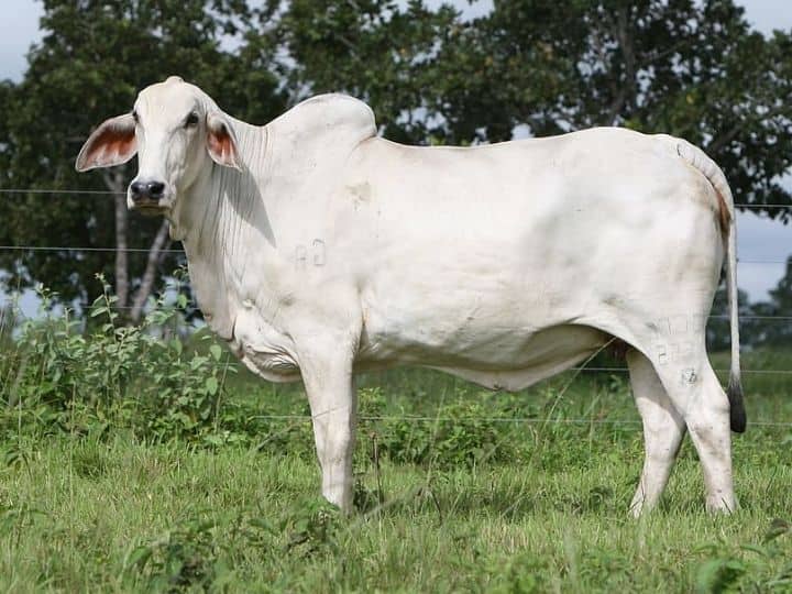 Worlds most expensive cow is belongs to andhra pradesh which is famous in brazil भारत में यहां की गाय है दुनिया की सबसे महंगी! एक की कीमत 35 करोड़ के पार