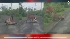 ਗਾਂ ਨੂੰ ਬਚਾਉਣ ਲਈ ਸ਼ੇਰਨੀ ਨਾਲ ਭਿੜ ਗਿਆ ਕਿਸਾਨ, ਦਿਲ ਦਹਿਲਾਉਣ ਵਾਲੀ ਵੀਡੀਓ ਵਾਇਰਲ 