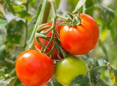 Tomato :  दिल्लीत टोमॅटोची लाली वाढली, किलोला 140 रुपयांचा दर