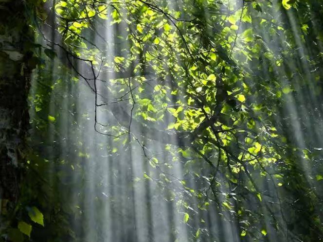 ਤੁਹਾਨੂੰ ਦੱਸ ਦੇਈਏ ਕਿ ਜੰਗਲਾਤ ਵਿਭਾਗ ਦੀ ਇੱਕ ਸਕੀਮ ਤਹਿਤ ਕਿਸਾਨਾਂ ਨੂੰ 10 ਰੁਪਏ ਪ੍ਰਤੀ ਬੂਟਾ ਦਿੱਤਾ ਜਾ ਰਿਹਾ ਹੈ। ਸਭ ਤੋਂ ਵੱਡੀ ਗੱਲ ਇਹ ਹੈ ਕਿ ਇਹ ਪੌਦੇ ਫਲਦਾਰ ਹਨ। ਅਜਿਹੇ 'ਚ ਜੇਕਰ ਤੁਸੀਂ ਅੱਜ ਇਨ੍ਹਾਂ ਬੂਟਿਆਂ ਨੂੰ ਲਗਾਓਗੇ ਤਾਂ ਕੁਝ ਹੀ ਸਾਲਾਂ 'ਚ ਤੁਹਾਨੂੰ ਇਨ੍ਹਾਂ ਪੌਦਿਆਂ ਤੋਂ ਕਾਫੀ ਮੁਨਾਫਾ ਕਮਾਉਣਾ ਸ਼ੁਰੂ ਹੋ ਜਾਵੇਗਾ।