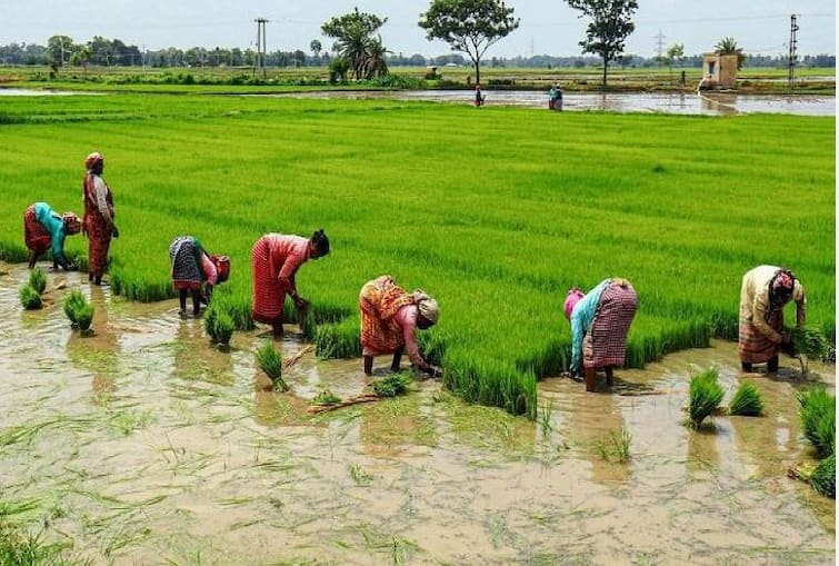 Punjab News there will be ban on planting paddy in Punjab 15 Recommendation not to plant paddy in dark zones Punjab News: ਪੰਜਾਬ 'ਚ ਝੋਨਾ ਲਾਉਣ 'ਤੇ ਲੱਗੇਗਾ ਬੈਨ! 15 ਡਾਰਕ ਜ਼ੋਨਾਂ 'ਚ ਝੋਨਾ ਨਾ ਲਾਉਣ ਦਾ ਸਿਫਾਰਸ਼