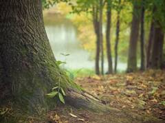 ਫਸਲਾਂ ਛੱਡੋ, ਹੁਣ ਕਿਸਾਨ ਰੁੱਖਾਂ ਤੋਂ ਕਰਨਗੇ ਮੋਟੀ ਕਮਾਈ, ਕੀ ਤੁਸੀਂ ਜਾਣਦੇ ਹੋ ਜੰਗਲਾਤ ਵਿਭਾਗ ਦੀ ਇਸ ਸਕੀਮ ਬਾਰੇ?