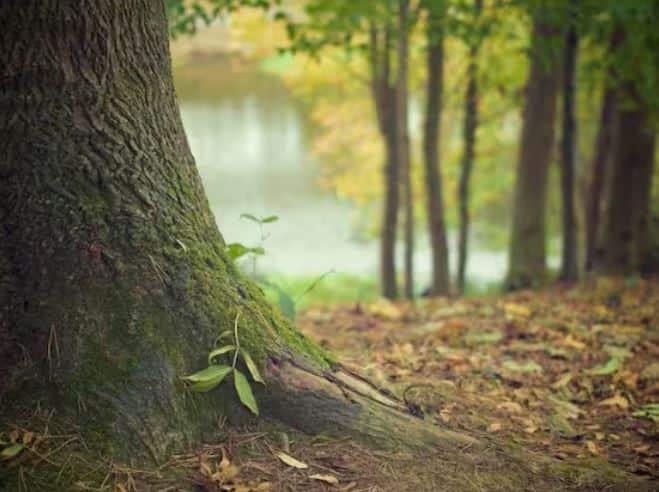 ਇਸ ਯੋਜਨਾ ਦਾ ਨਾਂ 'ਜਲ ਜੀਵਨ ਹਰਿਆਲੀ ਯੋਜਨਾ' ਹੈ। ਇਹ ਬਿਹਾਰ ਵਿੱਚ ਜੰਗਲਾਤ ਵਿਭਾਗ ਦੁਆਰਾ ਚਲਾਇਆ ਜਾ ਰਿਹਾ ਹੈ। ਇਸ ਸਕੀਮ ਤਹਿਤ ਕਿਸਾਨਾਂ ਨੂੰ ਸਿਰਫ਼ 10 ਰੁਪਏ ਵਿੱਚ ਇੱਕ ਫਲਦਾਰ ਰੁੱਖ ਦਾ ਬੂਟਾ ਮਿਲਦਾ ਹੈ।