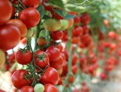 Tomato Price: ટામેટાના ભાવે ફટકારી છે સદી ત્યારે ઘરે કુંડામાં આ રીતે કરો ખેતી