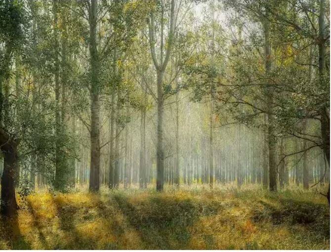 ਬਿਹਾਰ ਜੰਗਲਾਤ ਵਿਭਾਗ ਦੀ ਤਰਫੋਂ ਅਧਿਕਾਰਤ ਤੌਰ 'ਤੇ ਜਾਣਕਾਰੀ ਦਿੰਦੇ ਹੋਏ ਦੱਸਿਆ ਗਿਆ ਹੈ ਕਿ ਇਸ ਯੋਜਨਾ ਤਹਿਤ ਹੁਣ ਤੱਕ ਲੱਖਾਂ ਪੌਦੇ ਵੰਡੇ ਜਾ ਚੁੱਕੇ ਹਨ। ਯਾਨੀ ਬਿਹਾਰ ਦੇ ਹਜ਼ਾਰਾਂ-ਲੱਖਾਂ ਕਿਸਾਨਾਂ ਨੂੰ ਇਸ ਯੋਜਨਾ ਦਾ ਲਾਭ ਮਿਲਿਆ ਹੈ। ਹਾਲਾਂਕਿ, ਇਹ ਵੀ ਸੱਚ ਹੈ ਕਿ ਅਜਿਹੀਆਂ ਯੋਜਨਾਵਾਂ ਉਦੋਂ ਤੱਕ ਸਫਲ ਨਹੀਂ ਹੁੰਦੀਆਂ ਜਦੋਂ ਤੱਕ ਉਨ੍ਹਾਂ ਨੂੰ ਜ਼ਮੀਨ 'ਤੇ ਸਹੀ ਢੰਗ ਨਾਲ ਲਾਗੂ ਨਹੀਂ ਕੀਤਾ ਜਾਂਦਾ।