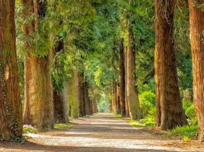 ਬਿਹਾਰ ਦੇ ਵੱਖ-ਵੱਖ ਜ਼ਿਲ੍ਹਿਆਂ ਵਿੱਚ ਪੌਦੇ ਵੰਡਣ ਲਈ ਅਸਥਾਈ ਸੈੱਲ ਕਾਊਂਟਰ ਬਣਾਏ ਗਏ ਹਨ। ਇਸ ਦੇ ਨਾਲ ਹੀ ਕੁਝ ਥਾਵਾਂ 'ਤੇ ਮੋਬਾਈਲ ਵੈਨ ਸੈੱਲ ਕਾਊਂਟਰ ਵੀ ਲਗਾਏ ਜਾਣਗੇ। ਇਸ ਨਾਲ ਦੂਰ-ਦੁਰਾਡੇ ਦੇ ਕਿਸਾਨਾਂ ਨੂੰ ਮਦਦ ਮਿਲੇਗੀ।