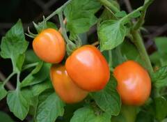 Tomato Price: ટામેટાના ભાવે ફટકારી છે સદી ત્યારે ઘરે કુંડામાં આ રીતે કરો ખેતી