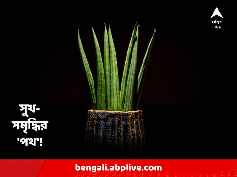 Vastu Tips For Home : Snake Plant Benefits, know the guidelines Vastu Tips : পরিবারে থাকে সুখ-শান্তি, খুলে যায় সমৃদ্ধির পথ ; যদি বাড়িতে লাগান এই গাছ !