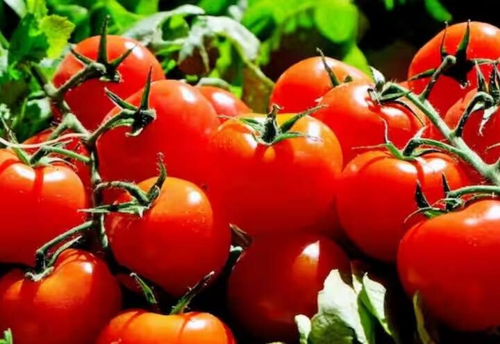 A circular saying tomatoes will no longer be used in McDonald's restaurants is going viral on the internet. No Tomato : என்னது இனிமே பர்கர்ல தக்காளி போடமாட்டாங்களா? மெக் டொனால்ட்ஸ் எடுத்த அதிரடி முடிவு..