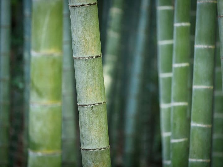 why bamboo wood is not burnt know the reason behind it आखिर क्यों बांस की लकड़ी जलाया नहीं जाता, ये सच जानकार आप भी इससे तौबा कर लेंगे