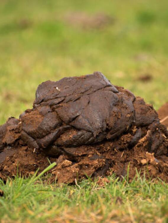 गोबर से जुड़े 10 बेस्ट बिजनेस आइडिया