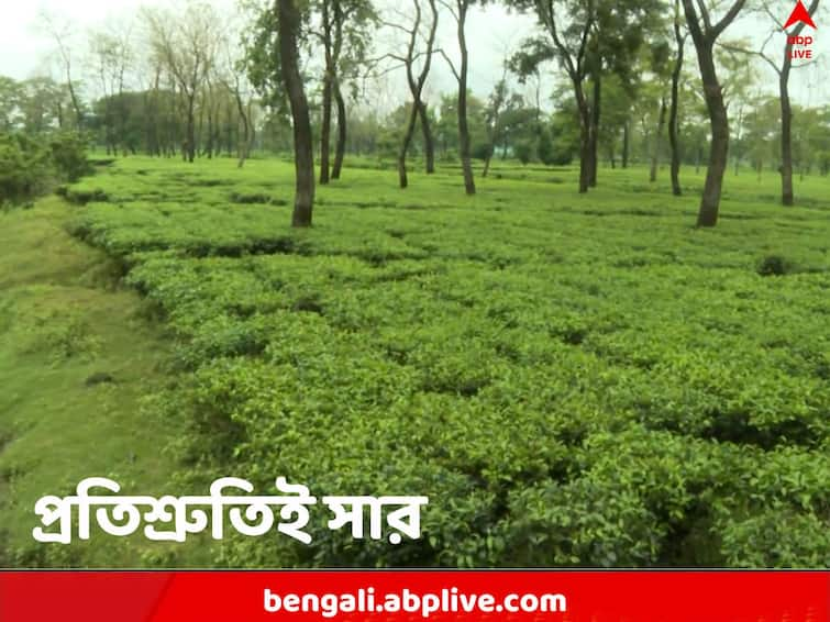 Alipurduar News TMC BJP and other parties leaving no stoned unturned for Panchayat Elections 2023 but tea estate workers find no hope Alipurduar News: ভোট আসে, ভোট যায়, উন্নয়নের বুলি ছোটে, চা বাগানের বাতাসে মিশে রয়েছে শুধুই দীর্ঘশ্বাস