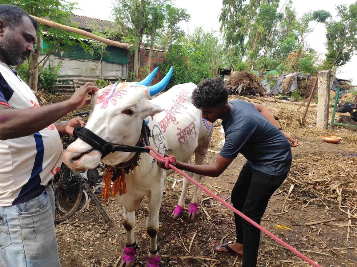 Sangli : बैलाच्या अंगावर 'आम्ही साहेबांच्या सोबत' ची कलाकारी, सांगलीतल्या वाळवामधील शेतकऱ्याचं पवार प्रेम