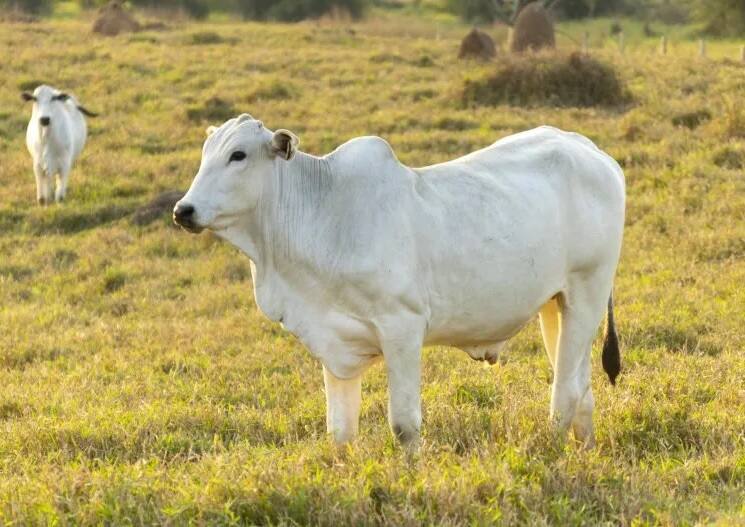 Cow : Worlds Most Expensive cow is belongs to Andhra Pradesh Which is Famous in Brazil Cow : ભારતની આ એક ગાયની કિંમતમાં ખરીદી શકાય છે 70 ફોર્ચ્યુનર કાર