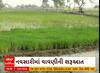Navsari: નવસારીમાં વરસાદ લંબાતા ડાંગરના પાકને નુકસાન થવાની ભીતિ