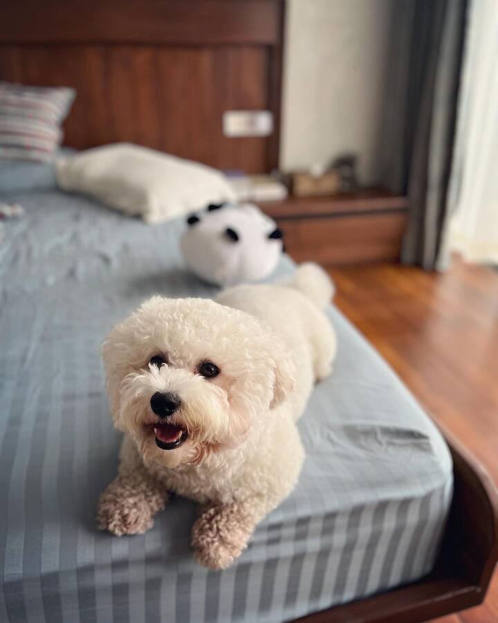 தனது வளர்ப்பு பிராணியின் மூன்றாம் பிறந்தநாளை கொண்டாடும் வகையில் இன்ஸ்டாவில் அதன் புகைப்படங்களை பகிர்ந்துள்ளார் ஆண்ட்ரியா.