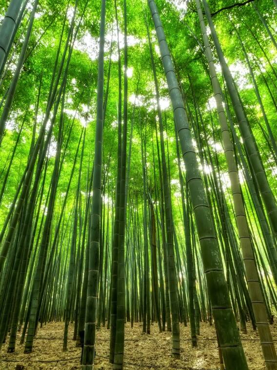 बांस कितना ऊंचा बढ़ता है?