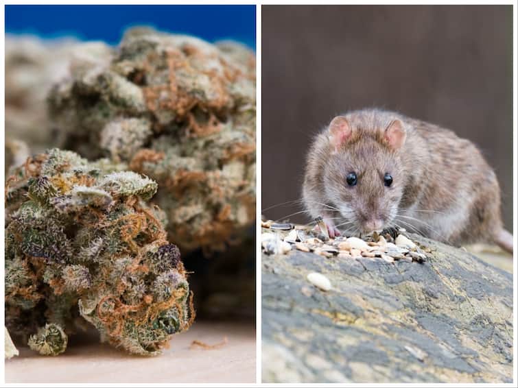 Cops 11 kg of ganja to rats in cinematic fashion court acquitted  accused ’கஞ்சா தின்ற எலிகள்..’ வழக்கில் குற்றம் சாட்டப்பட்டவரை விடுதலை செய்த நீதிமன்றம்