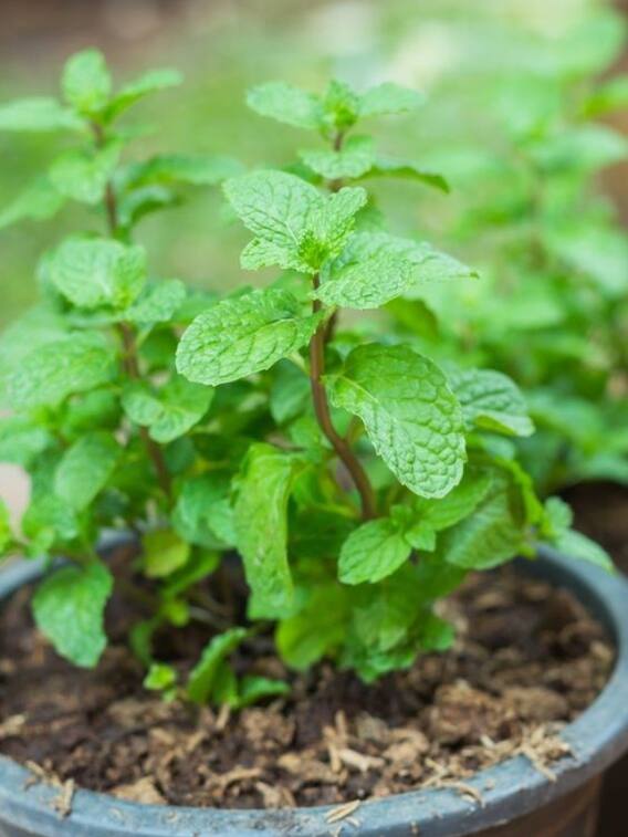 घर पर ही उगाएं ये 5 औषधीय पौधे