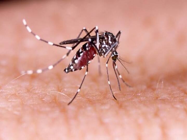 In Monsoon Dengue  is became silent killer know these Dengue Symptoms Dengue Symptoms: बरसात के मौसम में साइलेंट किलर बन जाता है डेंगू, ये लक्षण दिखते ही तुरंत करवाएं चेकअप