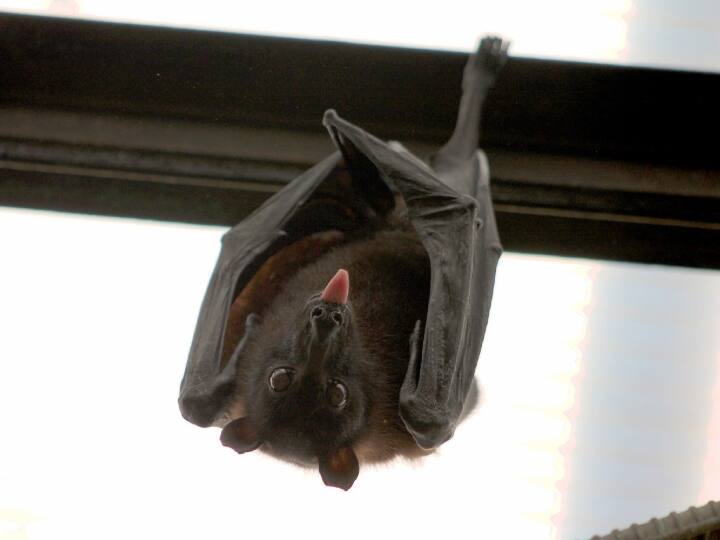 दक्षिण अफ्रीकी फ्रूट बैट्स के बारे में भी माना जाता है कि वे एक आंख खोलकर सोते हैं. हालांकि, रिसर्च में सभी चमगादड़ों में यह नहीं पाया गया, केवल 21 फीसदी चमगादड़ ही सोते वक़्त एक आंख खोलकर सोते हैं. वैज्ञानिकों के मुताबिक, चमगादड़ों ने अन्य शिकारी जानवरों से ख़ुद को बचाने के लिए यह रणनीति विकसित की है.