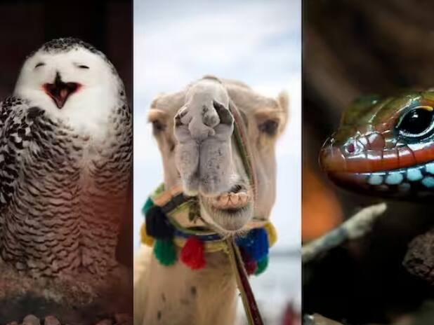 ਦਰਅਸਲ, ਅਜਿਹਾ ਕੋਈ ਇੱਕ ਨਹੀਂ, ਸਗੋਂ ਬਹੁਤ ਸਾਰੇ ਜਾਨਵਰ ਹਨ ਜਿਹੜੇ ਅੱਖਾਂ ਬੰਦ ਕਰਕੇ ਵੀ ਦੇਖ ਸਕਦੇ ਹਨ। ਇਨ੍ਹਾਂ ਵਿੱਚ ਛਿੱਲ, ਉੱਲੂ, ਡੱਡੂ, ਊਠ, ਗਿਰਗਿਟ ਆਦਿ ਦੀਆਂ ਕੁਝ ਕਿਸਮਾਂ ਸ਼ਾਮਲ ਹਨ। ਆਓ ਜਾਣਦੇ ਹਾਂ ਉਨ੍ਹਾਂ ਬਾਰੇ।