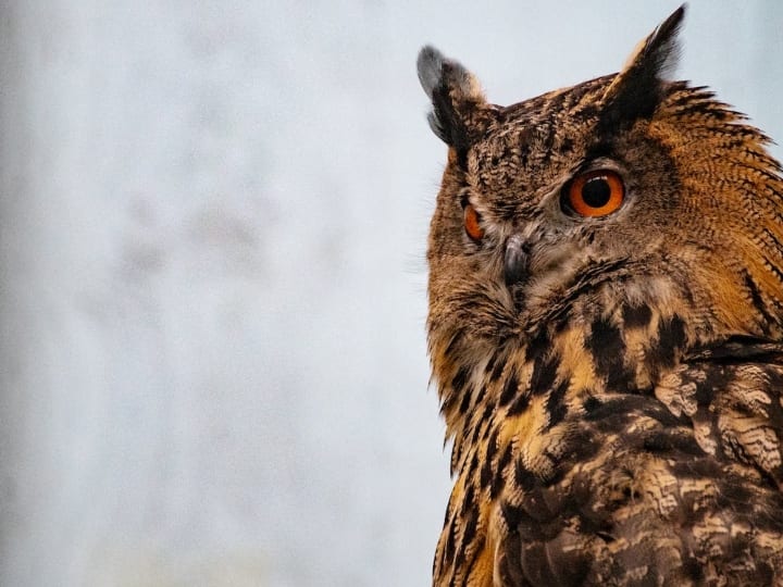 उल्लू बहुत दिलचस्प प्राणी हैं, इसमें अपने सिर को चारों ओर घुमाने की अनोखी क्षमता है. उल्लू के लिए उसका दिल के आकार का चेहरा सोनार का काम करता है, जिसकी मदद से आवाजों को पहचानता है और शिकार करता है. ओरिएंटल बे उल्लू अपनी आंखें बंद करके भी देख सकता है. यह उल्लू अपनी बड़ी काली आंखों और सफेद पलकों के कारण बंद आंखों से भी देख सकता है. उनकी सफेद पलकों में छोटे-छोटे छिद्र होते हैं, जिससे आंखें बंद होने पर भी उल्लू देख पाता है.