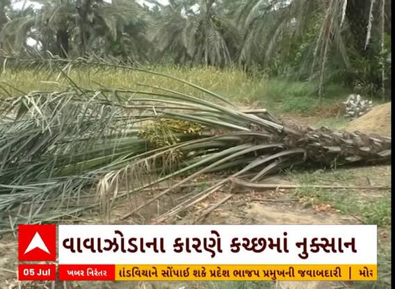 Kutch: કચ્છમાં વાવાઝોડાના કારણે બાગાયતી પાકને થયેલ નુકસાનનો સર્વે પૂર્ણ