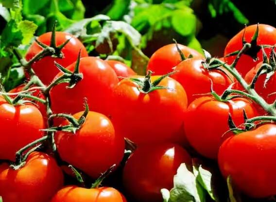 Kidney Stones: Does eating tomatoes really cause kidney stones?  know what is the truth