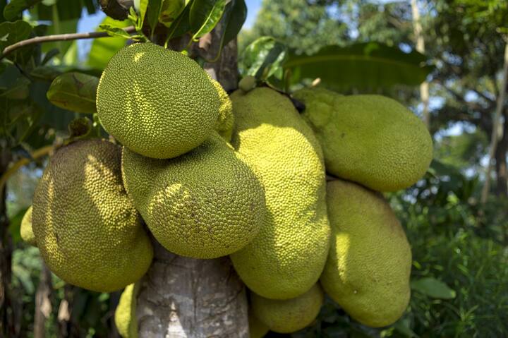 কাঁঠাল ফাইবার সমৃদ্ধ ফল হওয়ায় হজমশক্তি বাড়ায় এবং পেট পরিষ্কার রাখে।