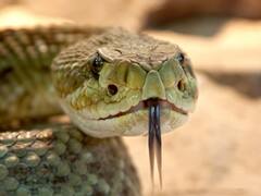 सांप कैसे निकालता है फुंफकारने की आवाज? समझिए इसके पीछे का शारीरिक विज्ञान