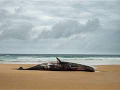 'Floating Gold' Block Weighing 9.5 Kg Found In Dead Whale, Funds Raised Can Help La Palma Volcano Victims: Report