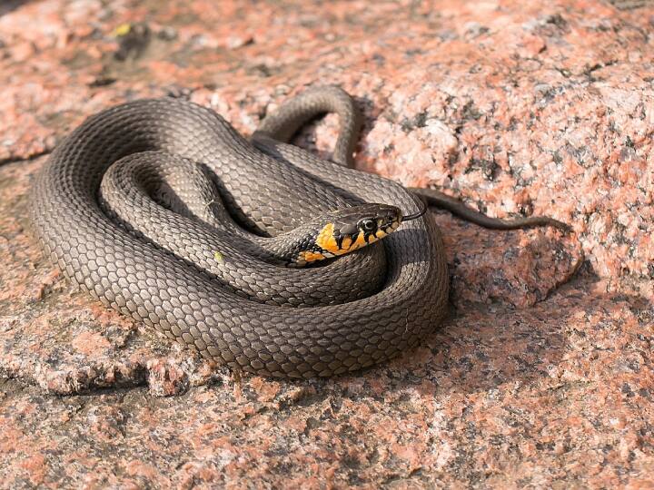 इंसानों की तरह सांपों के भी दो फेफड़े होते हैं, लेकिन उनमें से केवल एक ही काम करता है. दूसरा फेफड़ा अवशेषी है और समय के साथ धीरे-धीरे लुप्त हो रहा है.