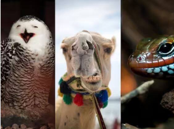 ਦਰਅਸਲ, ਅਜਿਹਾ ਇੱਕ ਨਹੀਂ, ਸਗੋਂ ਬਹੁਤ ਸਾਰੇ ਜੀਵ ਹਨ ਜੋ ਅੱਖਾਂ ਬੰਦ ਕਰਕੇ ਵੀ ਦੇਖ ਸਕਦੇ ਹਨ। ਇਨ੍ਹਾਂ ਵਿੱਚ ਸੱਪ , ਉੱਲੂ, ਡੱਡੂ, ਊਠ, ਗਿਰਗਿਟ ਆਦਿ ਦੀਆਂ ਕੁਝ ਕਿਸਮਾਂ ਸ਼ਾਮਲ ਹਨ। ਆਓ ਜਾਣਦੇ ਹਾਂ ਉਨ੍ਹਾਂ ਬਾਰੇ।