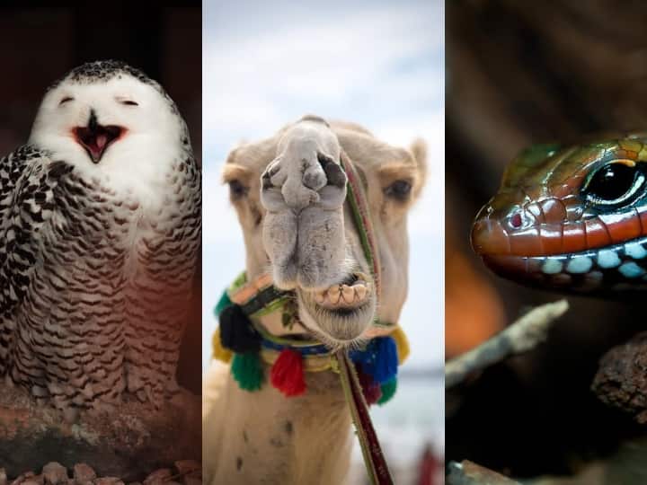 दरअसल, ऐसा कोई एक नहीं, बल्कि कई जीव हैं जो अपनी आंखें बंद करके भी देख सकते हैं. उनमें स्किंक, उल्लू, मेंढक, ऊंट, गिरगिट आदि की कुछ प्रजातियां शामिल हैं. आइए इनके बारे में जानते हैं.