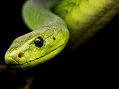 सांप कैसे निकालता है फुंफकारने की आवाज? समझिए इसके पीछे का शारीरिक विज्ञान