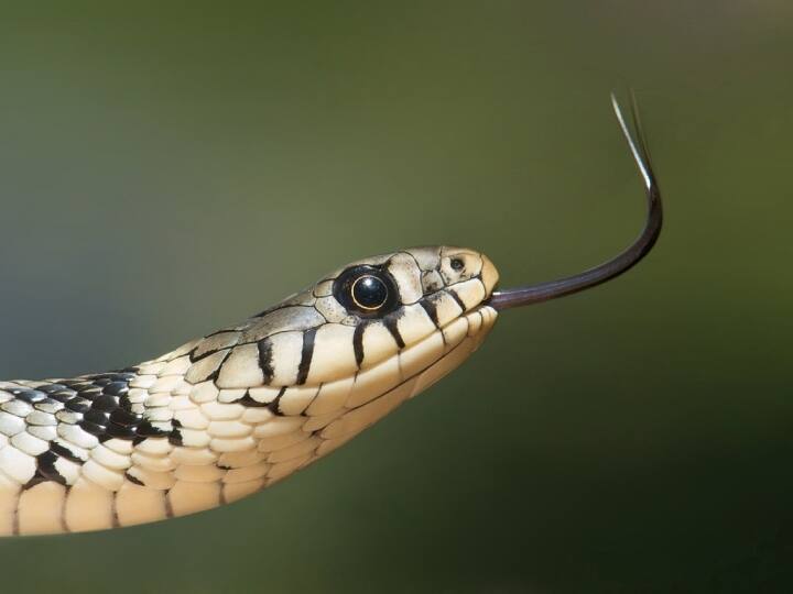 ग्लोटिस सांप की श्वासनली से जुड़ा होता है, जो सीधे उसके फेफड़ों से जुड़ा होता है.