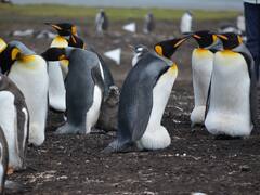 आंख खोलकर सोते हैं ये जीव, जानिए क्या है इस अनोखी क्षमता की वजह