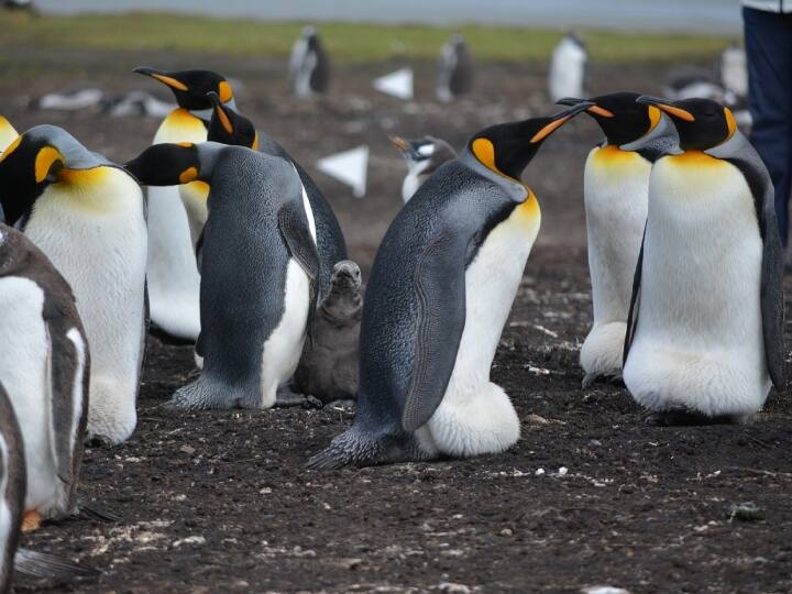 हंबोल्ट और चिलीयन पेंगुइन्स भी एक आंख खोलकर सोते हैं. यह उनके अंडों और नवजात बच्चों को शिकारियों से बचाने के लिए किया जाता है.