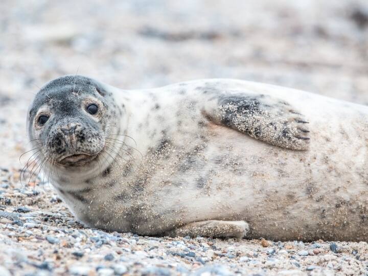 कुछ सील और समुद्री गाय भी अपनी एक आंख खोलकर सोते हैं. दोनों ही स्तनधारी समुद्री स्थानों के पास रहते हैं, जहां बड़े शिकारियों से उन्हें हमेशा ख़तरा रहता है.