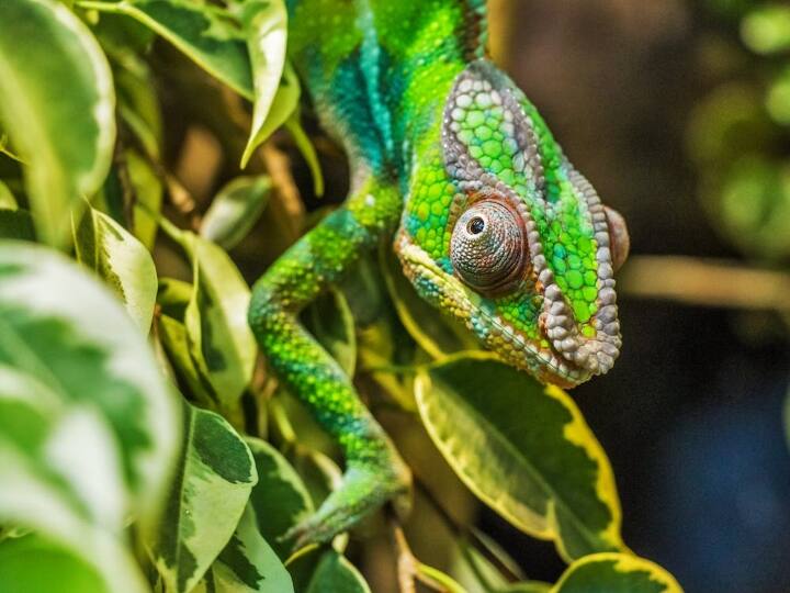 गिरगिट न केवल वे रंग बदलते हैं, बल्कि बंद आंखों से भी देख सकते हैं. गिरगिट अपनी पलकों के बीच में एक छोटे से छेद के कारण अपनी आंखें बंद करके देख सकते हैं. उनकी आंखें एक-दूसरे से स्वतंत्र रूप से भी घूम सकती हैं , जिससे गिरगिटों के लिए अपने आस-पास नजर रखना और शिकार की तलाश करना बहुत आसान हो जाता है.