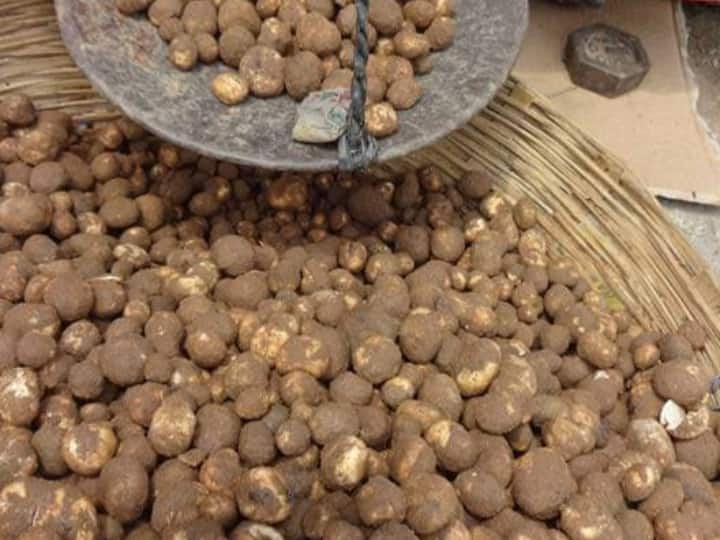 Vegetable made by bringing wild putu, after eating, the health of four  members of the same family deteriorated, there was a stir ann |  Chhattisgarh News: जंगली पूटू लाकर बनाई सब्जी, खाने