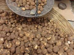 जंगली पूटू लाकर बनाई सब्जी, खाने के बाद एक ही परिवार के चार सदस्यों की बिगड़ी तबीयत, मचा हड़कंप