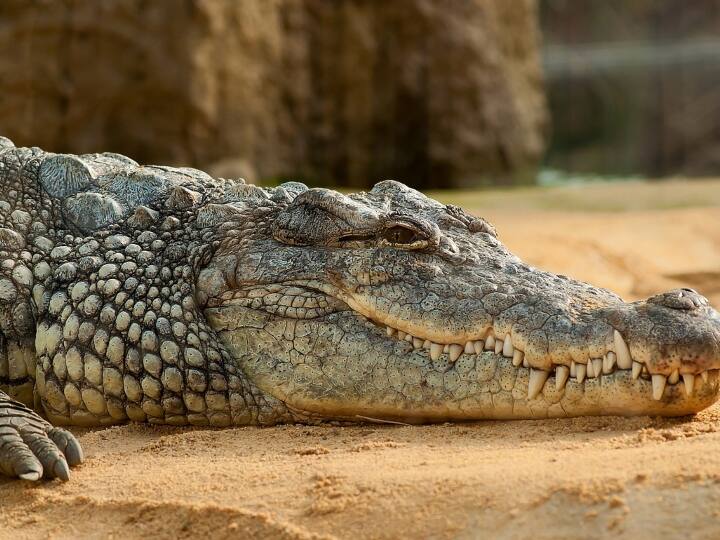 ऑस्ट्रेलियाई जीवशास्त्रियों ने अपनी एक रिसर्च में पाया कि मगरमच्छ भी सोते वक्त अपनी एक आंख खुली रखते हैं. इसके कारण उनका आधा दिमाग सक्रिय रहता है और उनके मस्तिष्क का एक हिस्सा निगरानी रखने का काम करता है. दूसरे हिस्से को आराम मिलता है.