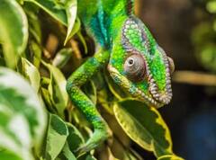 ਦੱਸੋ, ਉਹ ਕਿਹੜਾ ਜਾਨਵਰ ਹੈ, ਜਿਹੜਾ ਅੱਖਾਂ ਬੰਦ ਕਰਕੇ ਵੀ ਦੇਖ ਸਕਦਾ ਹੈ?...ਨਹੀਂ ਪਤਾ ਤਾਂ ਜਾਣੋ ਜਵਾਬ