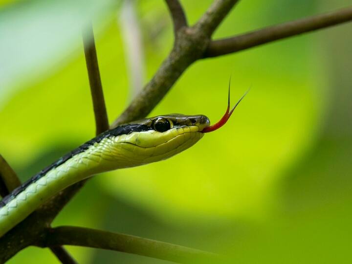 इंसानों की तरह सांपों में भी एक ग्लोटिस होता है जो ध्वनि उत्पन्न करने में शामिल होता है. जब सांप सांस लेता है तो ग्लोटिस खुल जाता है.