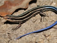 ये होती है सांप की मौसी, बिना नर के भी कर लेती है बच्चे पैदा