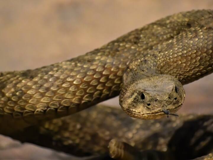 सांप की फुंफकारने की आवाज के बारे में वैज्ञानिकों ने खुलासा किया है कि यह ध्वनि सांप की ग्लोटिस से उत्पन्न होती है, जो उसके श्वसन तंत्र से जुड़ी होती है.