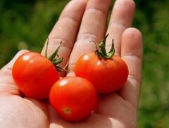 Tomato :   टोमॅटोच्या दरात वाढ, किलोला मिळतोय 100 ते 120 रुपयांचा दर